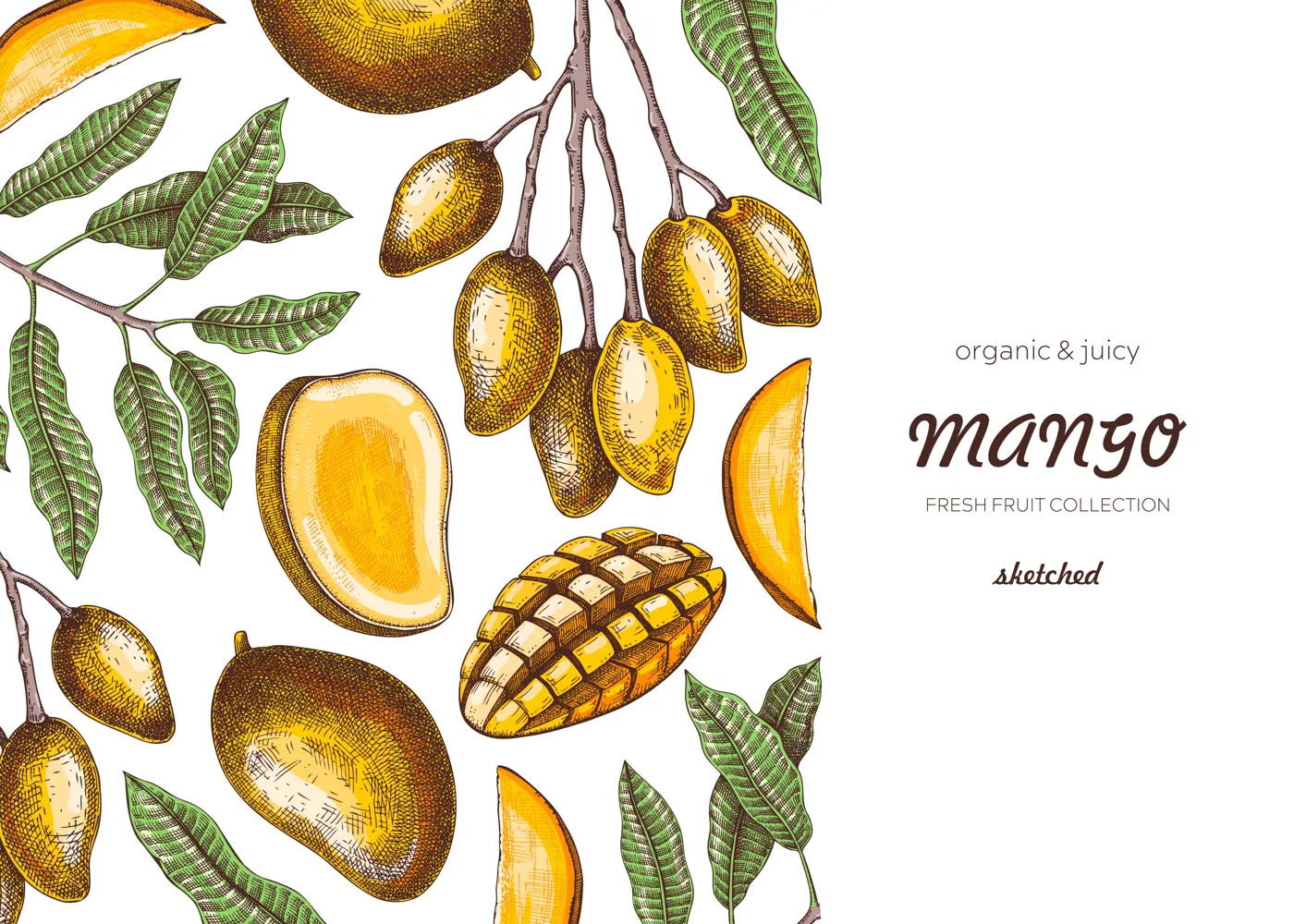 Vintage tropical background. Ripe mango sketch. Hand-drawn vector illustration. Tropical fruit banner design, juice packaging, mixed media print. NOT AI generated Illustration